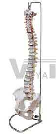 Life Size Vertebral Column With Pelvis Pharmaceutical and Anatomical Model Gifts